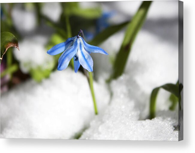 Flower Acrylic Print featuring the photograph Scilla in Snow by Jeff Severson