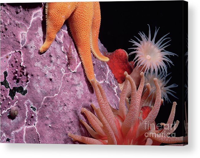 Mp Acrylic Print featuring the photograph Sea Star and Anemones Baffin Isl by Flip Nicklin