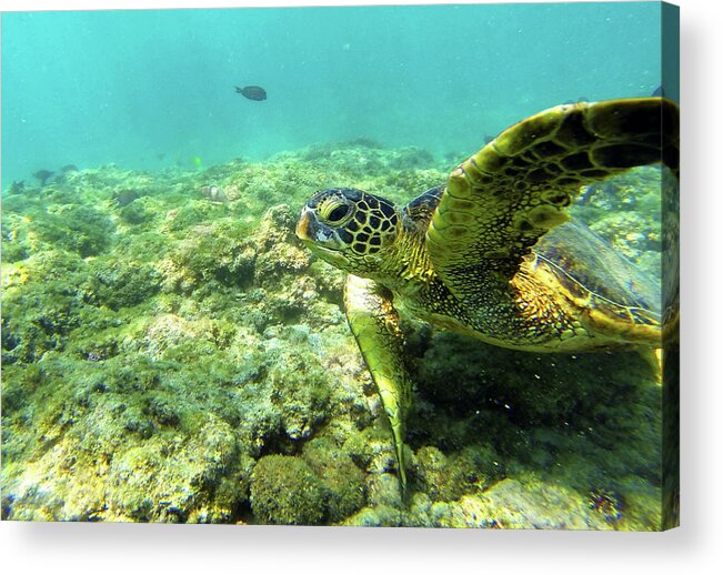 Underwater Acrylic Print featuring the photograph Sea Turtle #2 by Anthony Jones