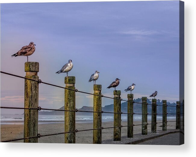 Seagull Acrylic Print featuring the photograph Seagull Lineup by Bill Posner
