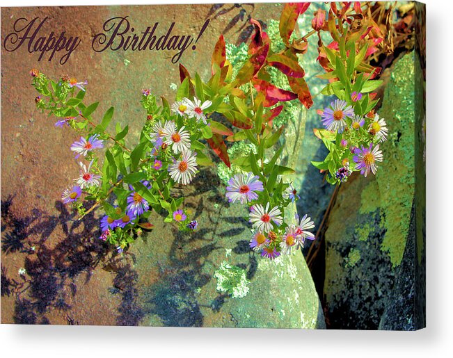 Happy Birthday Acrylic Print featuring the photograph September Birthday Aster by Kristin Elmquist