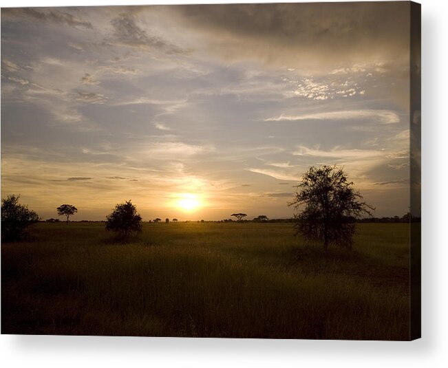 Landscapes Acrylic Print featuring the photograph Serengeti sunset by Patrick Kain