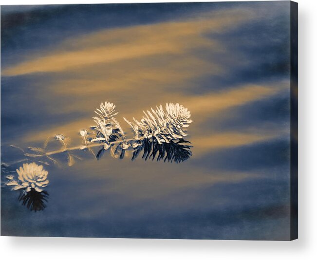 Water Acrylic Print featuring the photograph Set Apart by Carolyn Marshall