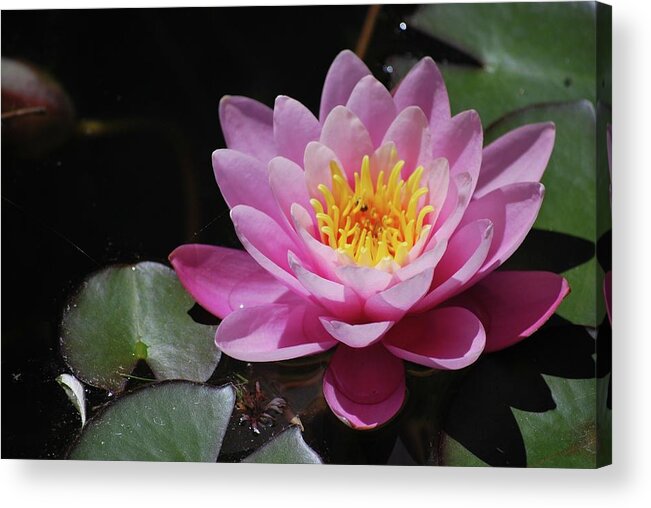 Water Acrylic Print featuring the photograph Shades of Pink by Amee Cave