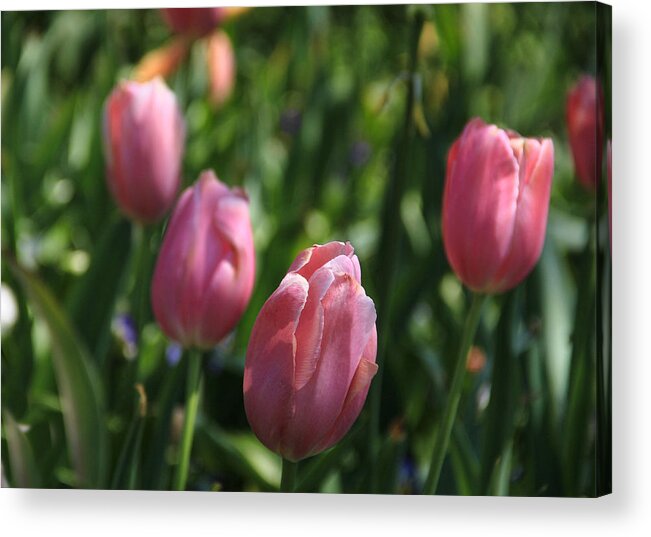 Tulip Acrylic Print featuring the photograph Shades of Pink by Linda James