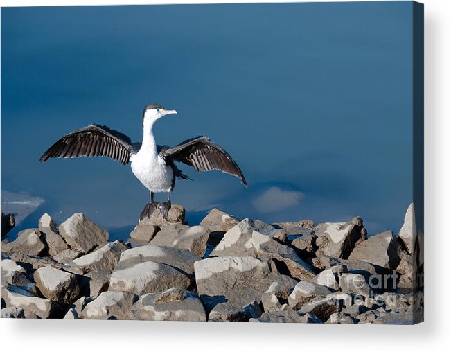 Beak Acrylic Print featuring the painting Shag drying the wings by Yurix Sardinelly