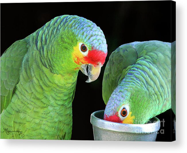 Fauna Birds Acrylic Print featuring the photograph Shared Lunch by Mariarosa Rockefeller