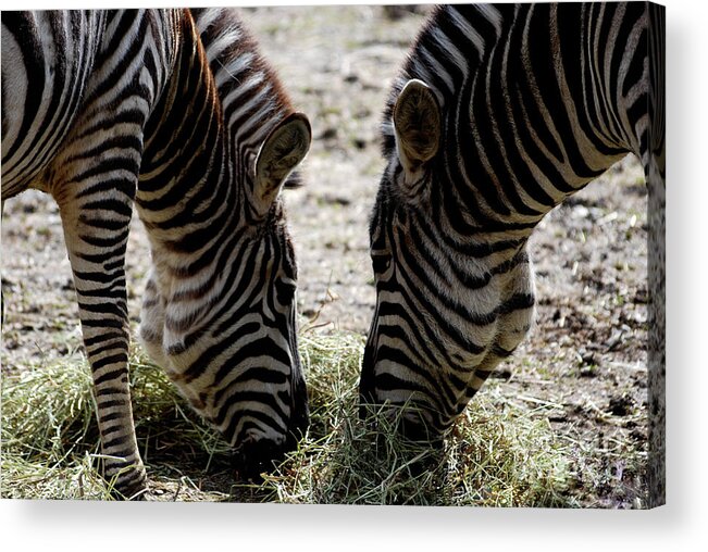 Zebra Acrylic Print featuring the photograph Sharing A Meal by Lori Tambakis