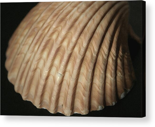 Shells Acrylic Print featuring the photograph Shell Waves by Mary Haber