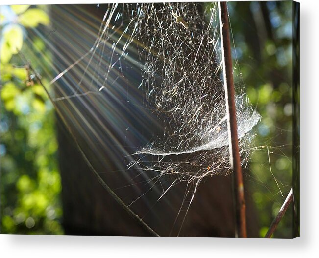 Macro Acrylic Print featuring the photograph Ship-Like spider web at the light by Lilia S