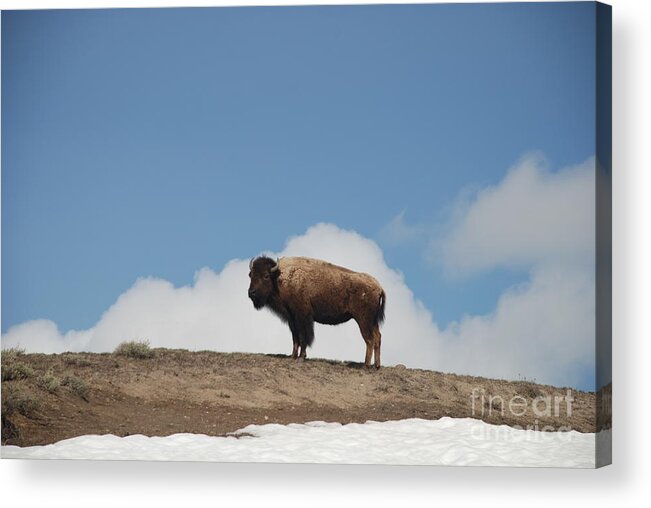 Bison Acrylic Print featuring the photograph Silhuette by Jim Goodman