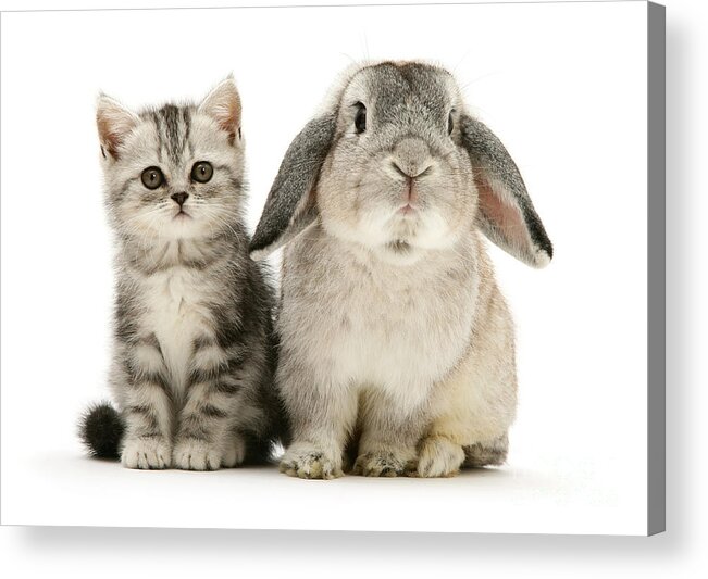 Silver Acrylic Print featuring the photograph Silver Tabby and Rabby by Warren Photographic