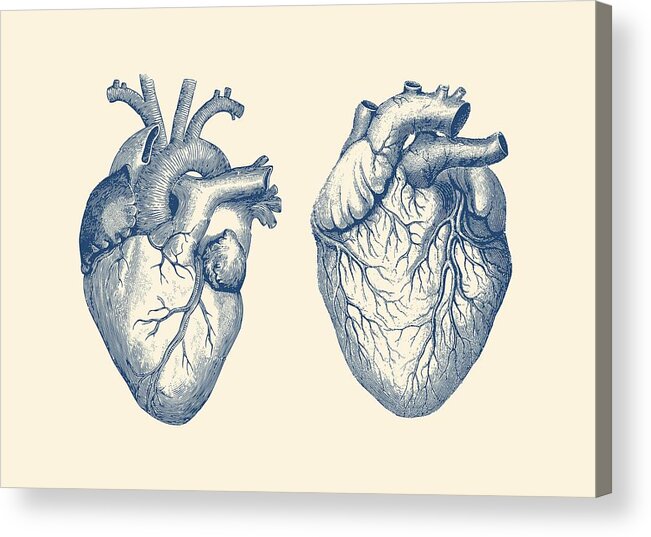 Neurology Acrylic Print featuring the drawing Simple Human Heart - Dual View - Vintage Anatomy Poster by Vintage Anatomy Prints