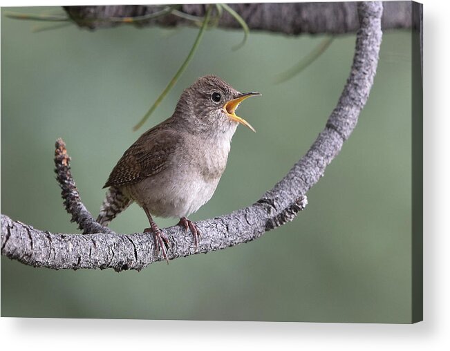 Wren Acrylic Print featuring the photograph Singing House Wren by Ben Foster