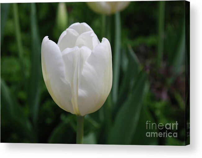 Tulip Acrylic Print featuring the photograph Single Plain White Blooming Tulip Flower Blossom by DejaVu Designs