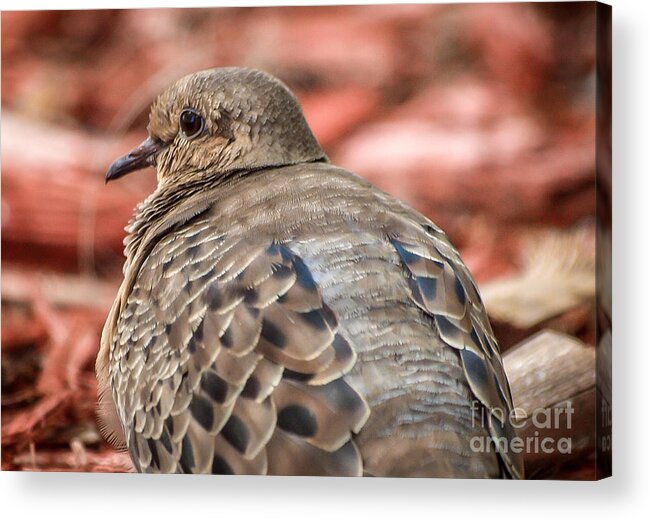 Pigeon Acrylic Print featuring the photograph Sitting Pigeon by Tom Claud