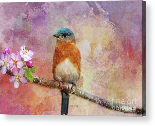 Bluebird Acrylic Print featuring the photograph Sitting Pretty by Geraldine DeBoer