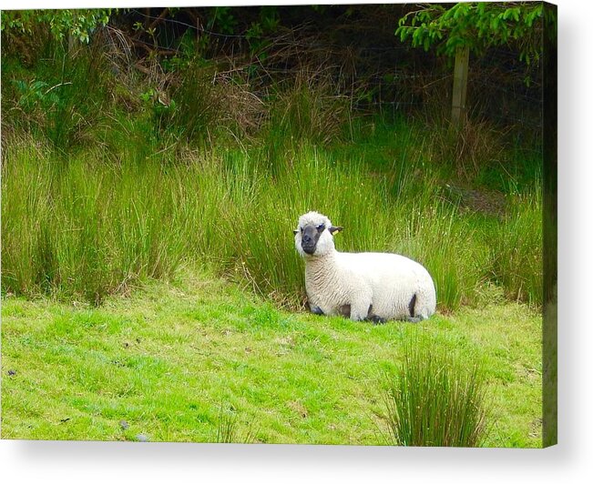 Ireland Acrylic Print featuring the photograph Sitting sheep by Sue Morris