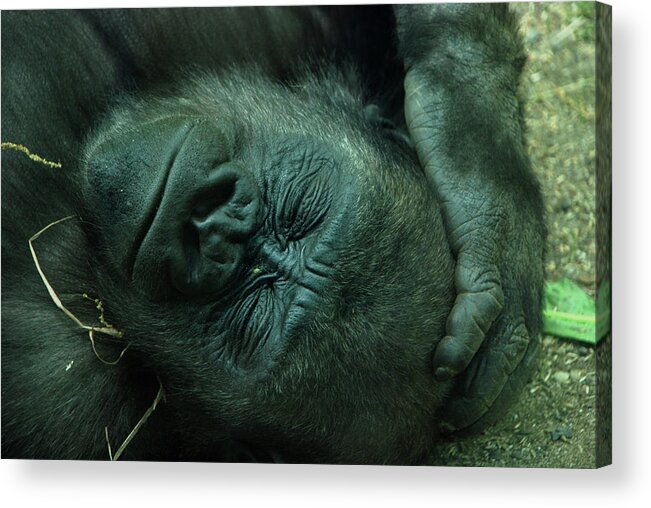 Gorilla Acrylic Print featuring the photograph Sleep tight by Richard Bryce and Family