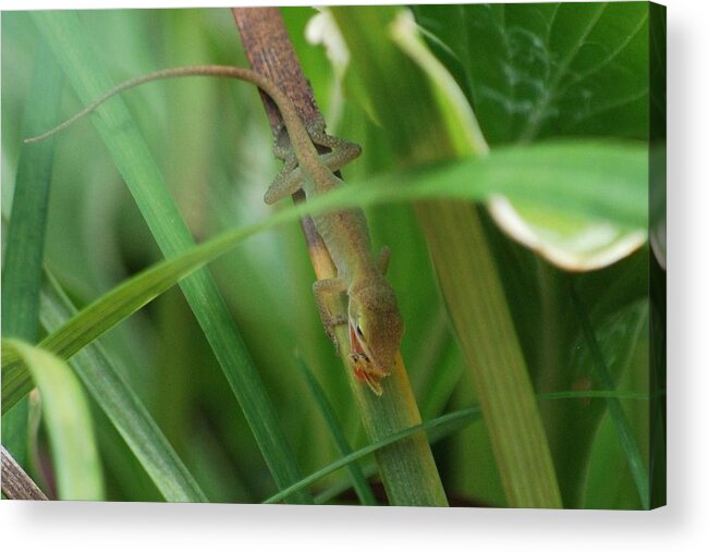 Anole Acrylic Print featuring the photograph Snack by Trudi Southerland