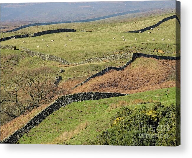 Yorkshire Moors Acrylic Print featuring the photograph Snaking Stone Walls by Martyn Arnold