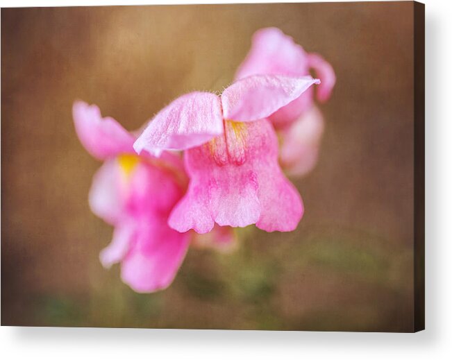 Snapdragon Acrylic Print featuring the photograph Snapdragon by Dale Kincaid