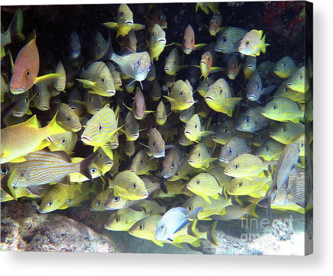 Underwater Acrylic Print featuring the photograph Snapper Ledge by Daryl Duda