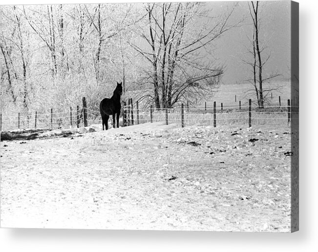 Horse Ward County North Dakota Acrylic Print featuring the photograph Snow Horse by William Kimble