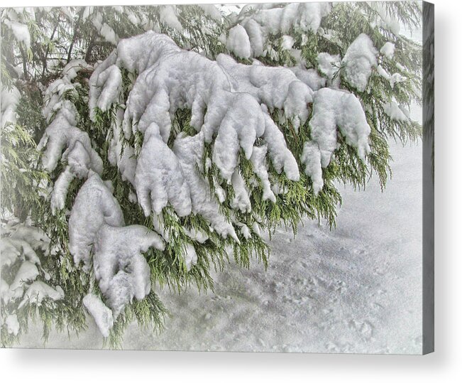 Victor Montgomery Acrylic Print featuring the photograph Snow On The Pine by Vic Montgomery