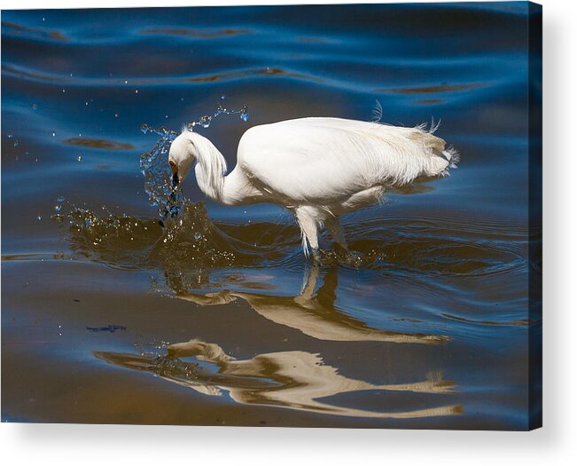 Snowy Egret Acrylic Print featuring the photograph Snowy Egret fishing #3 by Mindy Musick King