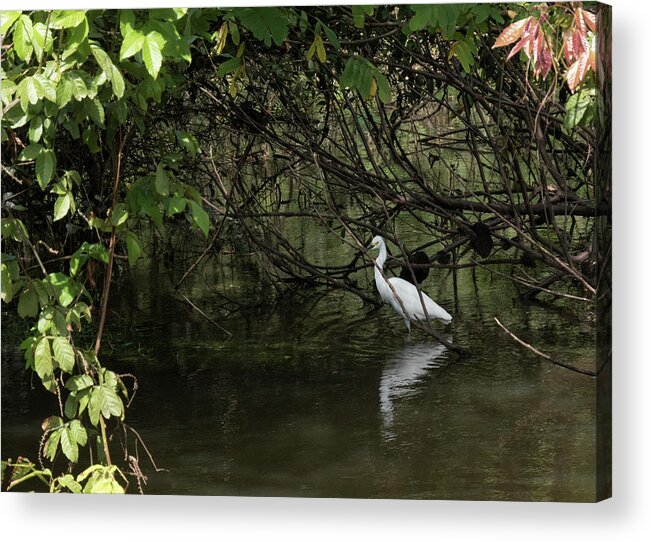 Egret Acrylic Print featuring the photograph Snowy Egret by Jessica Levant
