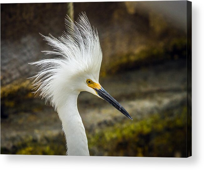 Snowy Egret Acrylic Print featuring the photograph Snowy Egret Marco Island Florida by Toni Thomas