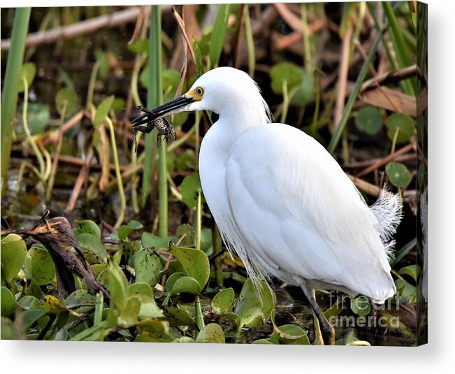 Snowy Egret Acrylic Print featuring the photograph Snowy Egret With A Frog by Julie Adair