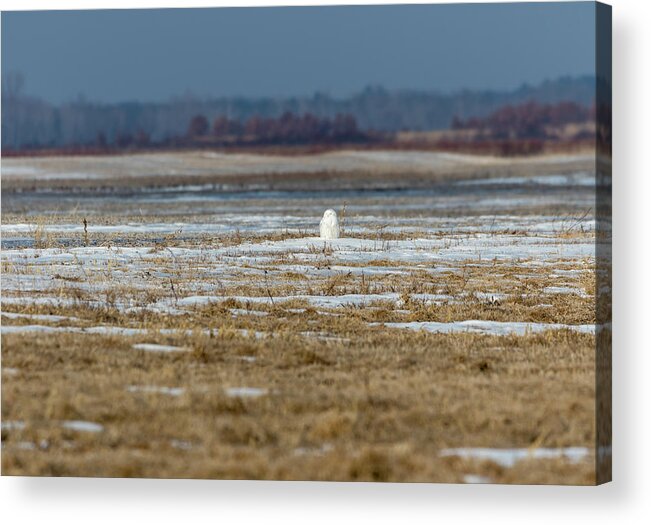 Snowy Owl (bubo Scandiacus) Acrylic Print featuring the photograph Snowy Owl 2018-9 by Thomas Young
