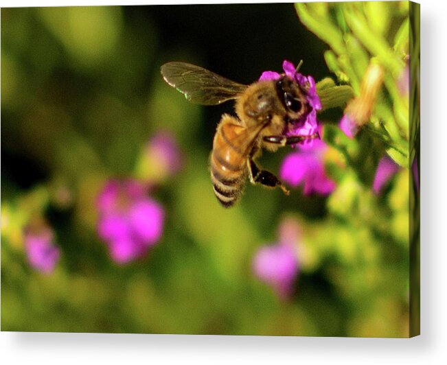 Flowers Acrylic Print featuring the photograph So Many Flowers... by Ed Clark