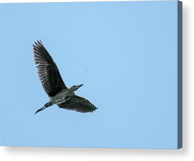 Great Blue Heron Acrylic Print featuring the photograph Soaring Great Blue by Norman Johnson