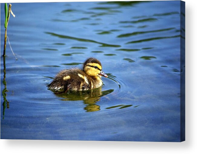 Baby Duck Acrylic Print featuring the photograph Solo by Linda Mishler