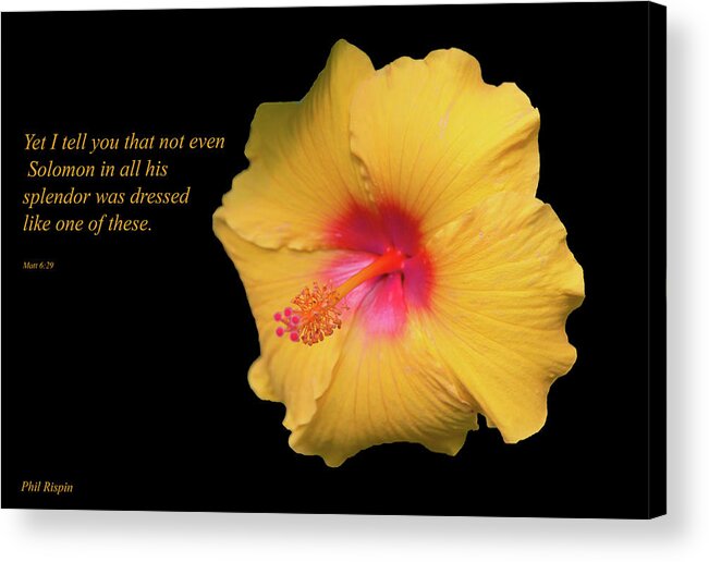 Hibiscus Acrylic Print featuring the photograph Solomon and the Hibiscus by Phil And Karen Rispin