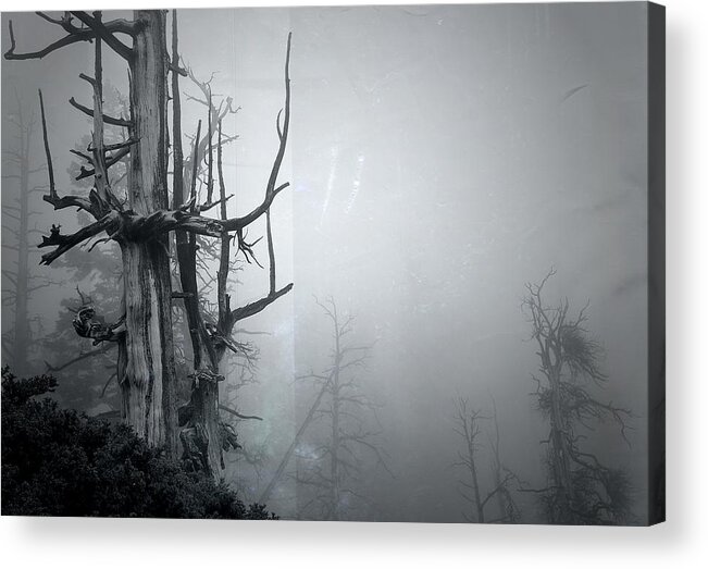 Trees Acrylic Print featuring the photograph Souls by Mark Ross
