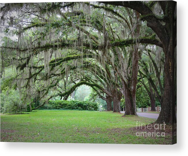 Live Oaks Acrylic Print featuring the photograph Southern Grace by Carol Groenen