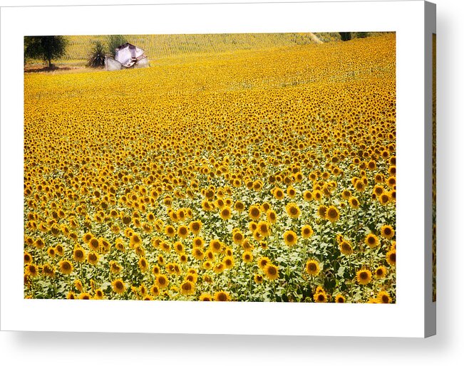 Sunflowers Acrylic Print featuring the photograph Spanish Sunflowers by Mal Bray