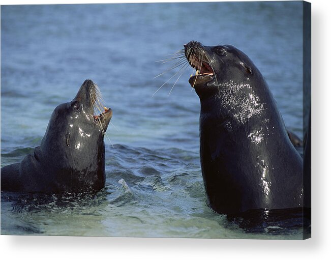 00140160 Acrylic Print featuring the photograph Sparring Galapagos Sealion Bulls by Tui De Roy