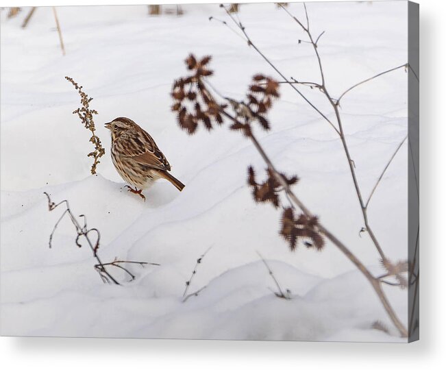 Song Sparrow Acrylic Print featuring the photograph Sparrow in the Winter snow by Holden The Moment