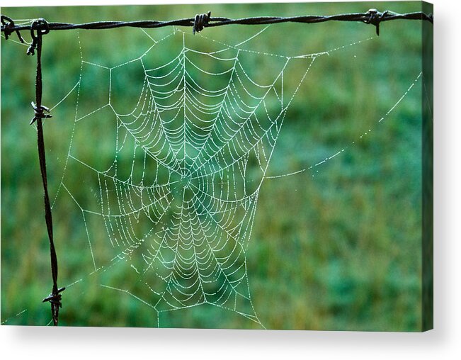 Spider Acrylic Print featuring the photograph Spider Web in the Springtime by Douglas Barnett