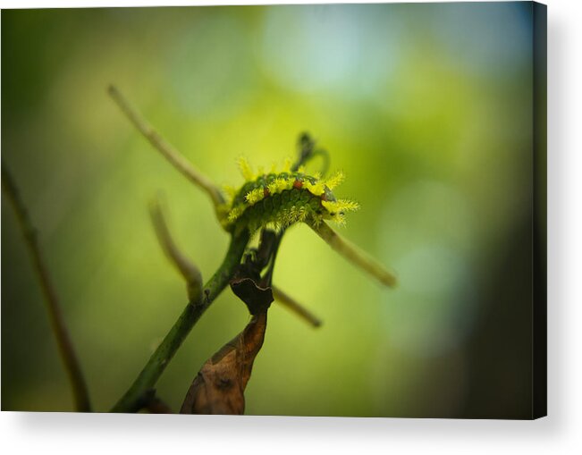 Cove Acrylic Print featuring the photograph Spiny Oak Slug Moth 1 by Douglas Barnett