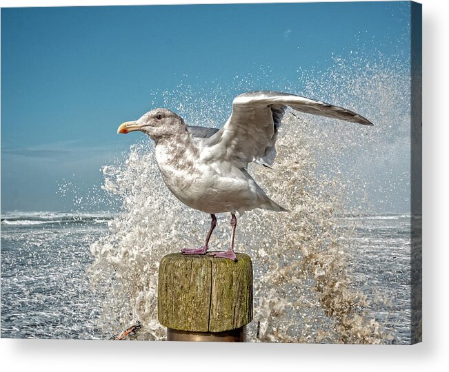 Seagull Acrylic Print featuring the photograph Splash Gull by Bill Posner