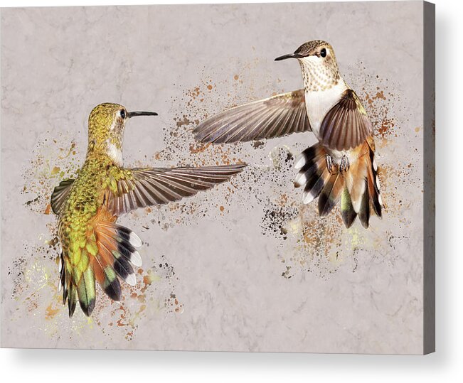 Rufous Hummingbirds Acrylic Print featuring the photograph Splatter Wars I by Leda Robertson