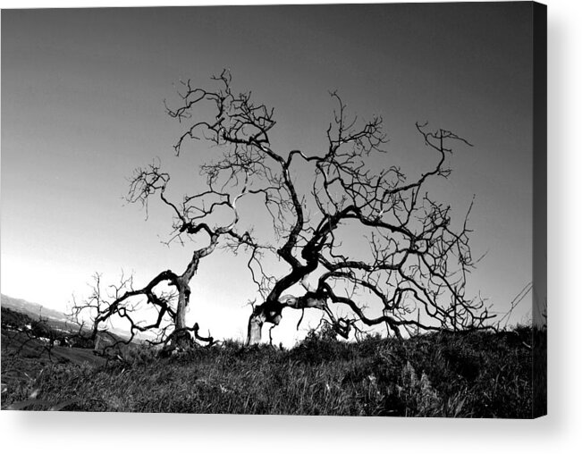 Tree Acrylic Print featuring the photograph Split Single Tree on Hillside - Black and White by Matt Quest