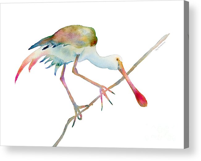 Watercolor Acrylic Print featuring the painting Spoonbill by Amy Kirkpatrick