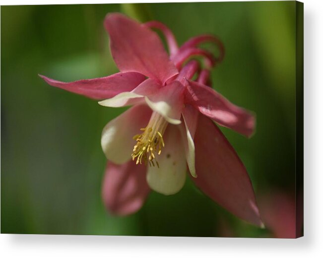 Flower Acrylic Print featuring the photograph Spring 1 by Alex Grichenko